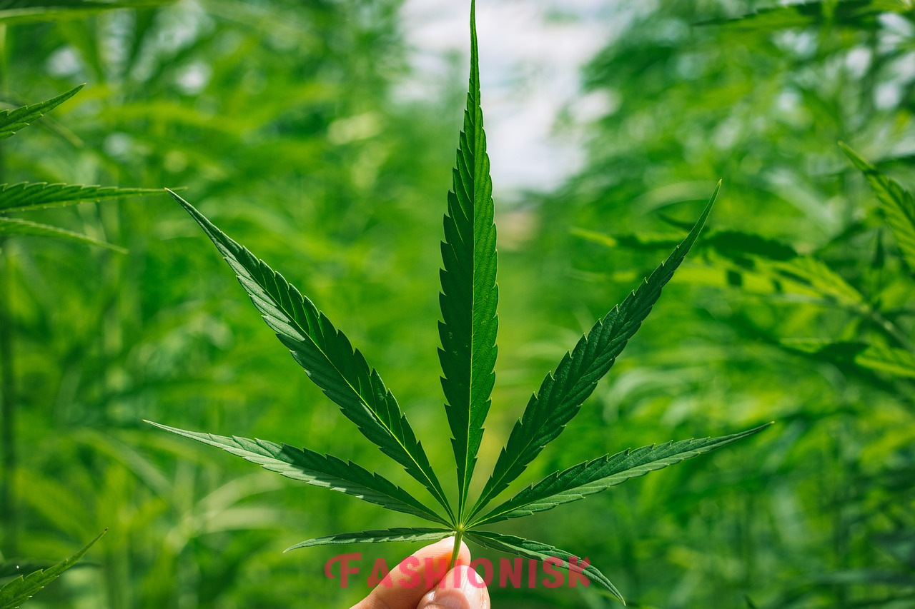 Full-Spectrum CBD