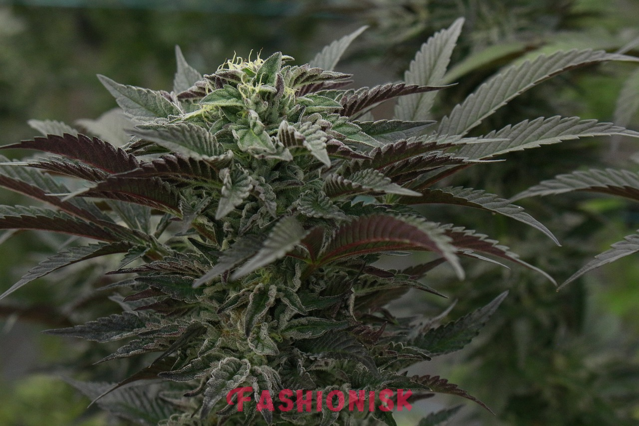 Full-Spectrum CBD