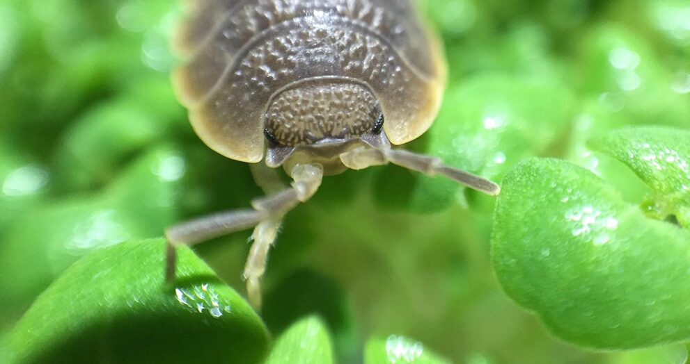 Isopods for Sale