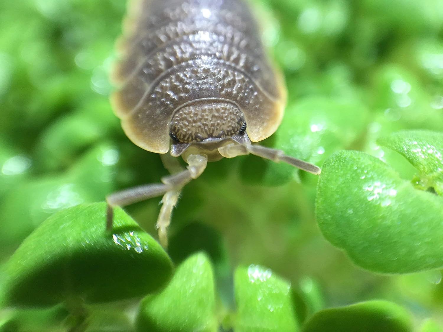 Isopods for Sale