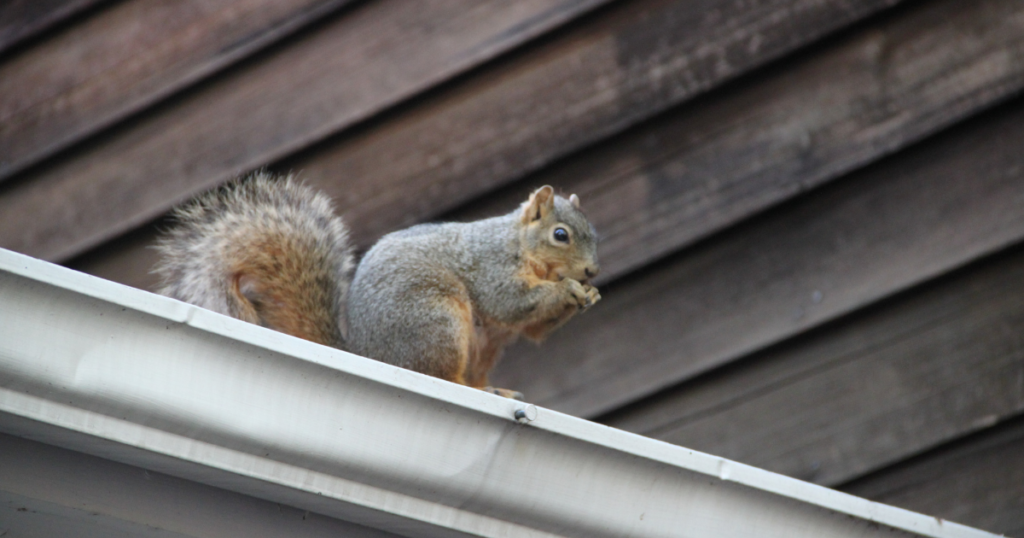 Squirrel-Proof Your Home