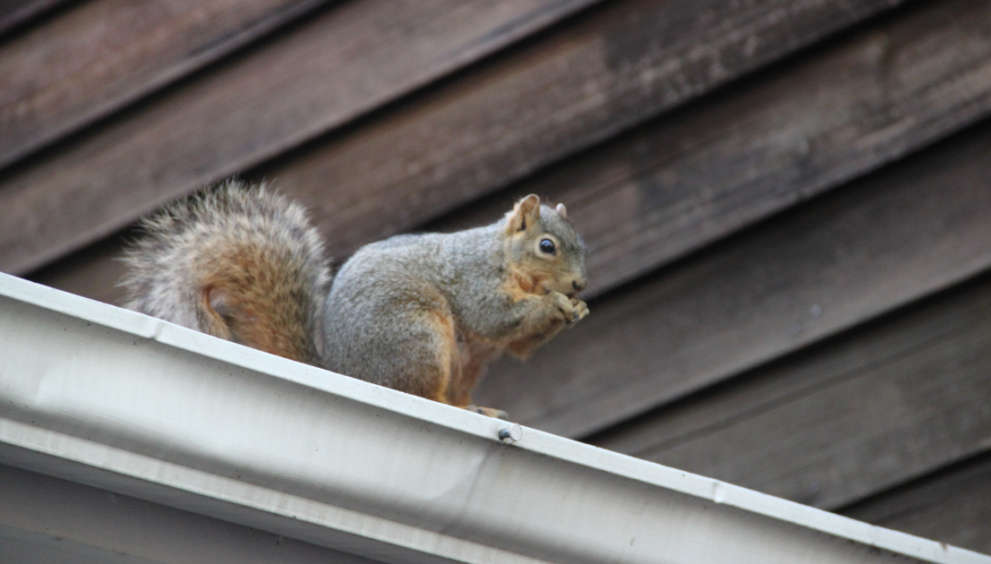 Squirrel-Proof Your Home