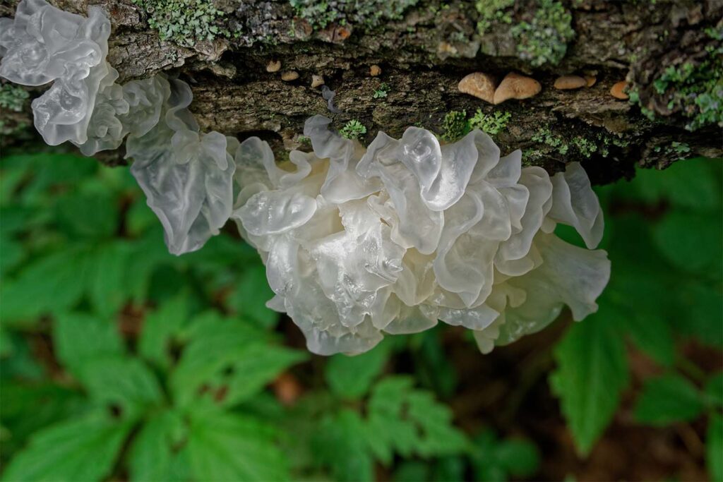 Tremella Mushroom