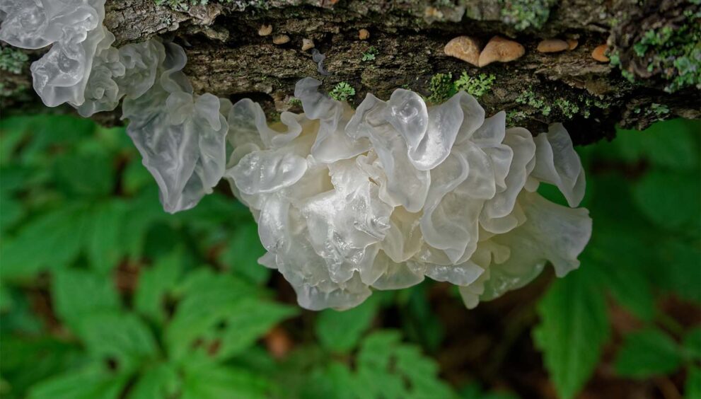 Tremella Mushroom