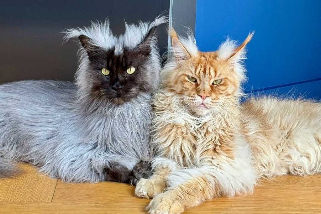 Giant Maine Coon Cats