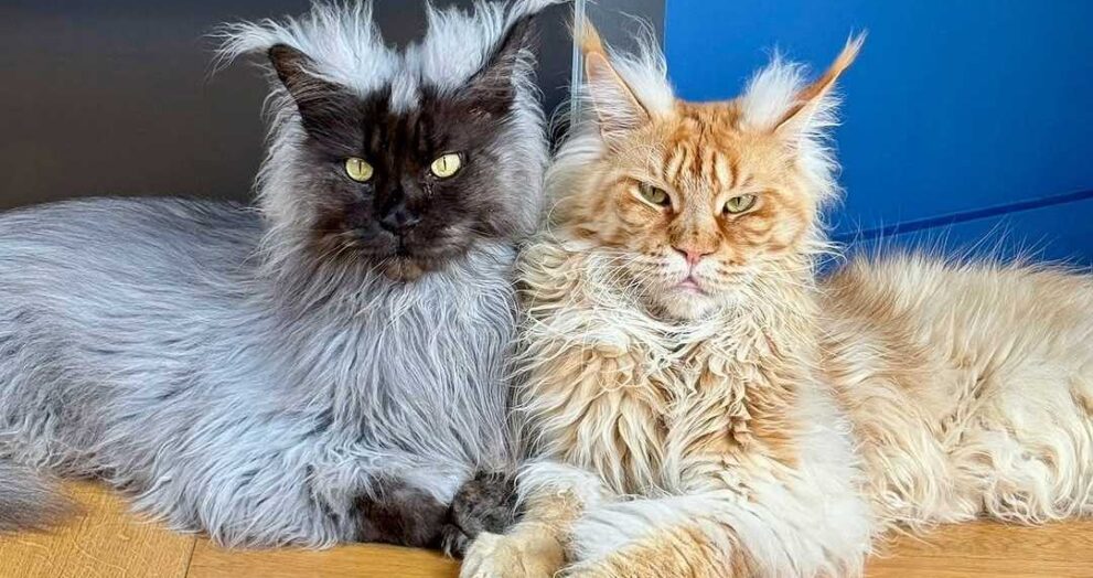 Giant Maine Coon Cats