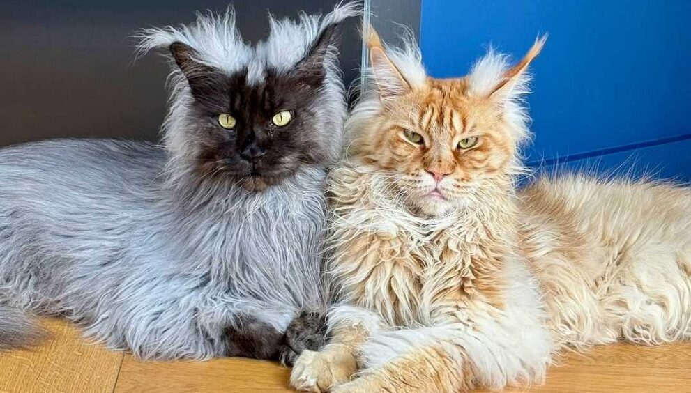 Giant Maine Coon Cats