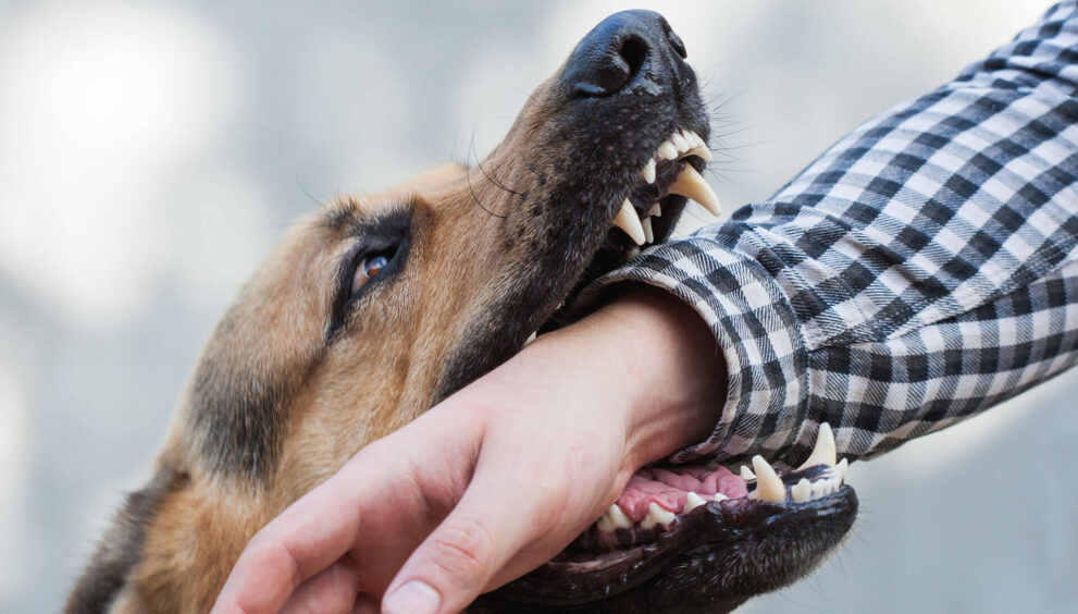 Skilled Dog Bite Lawyer