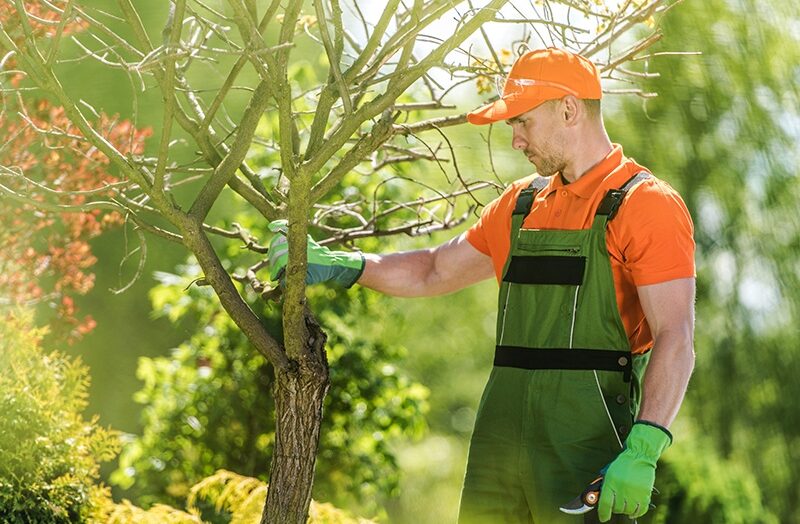 Tree Service