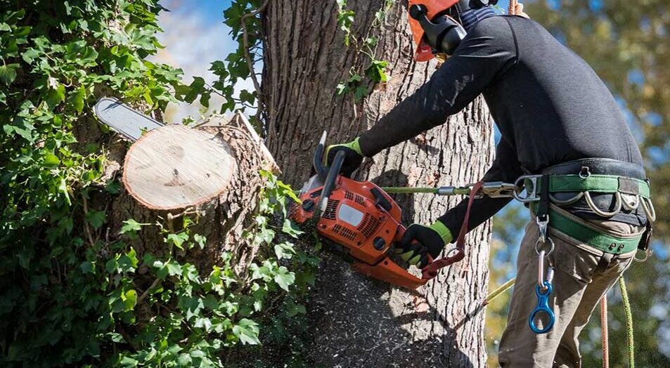 Tree Service