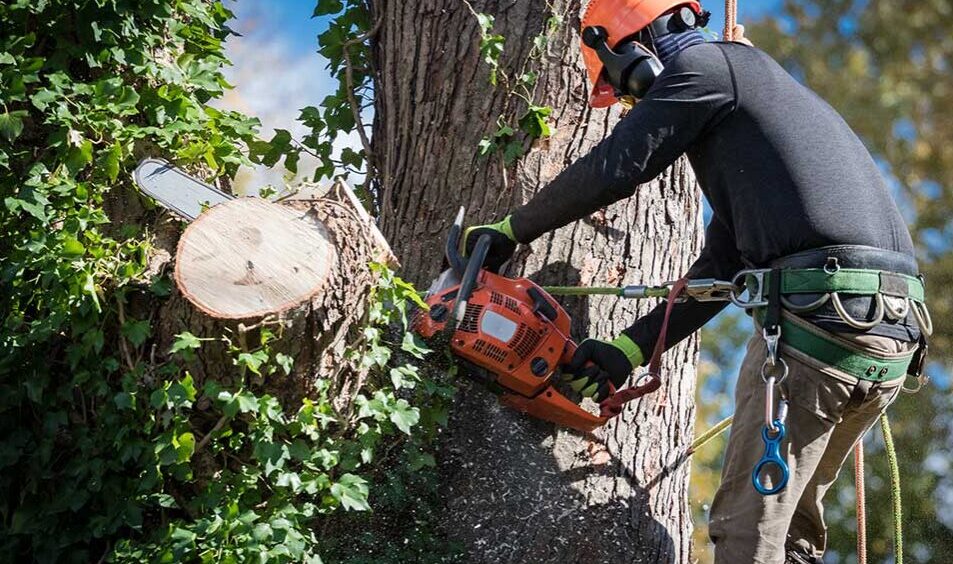 Tree Service