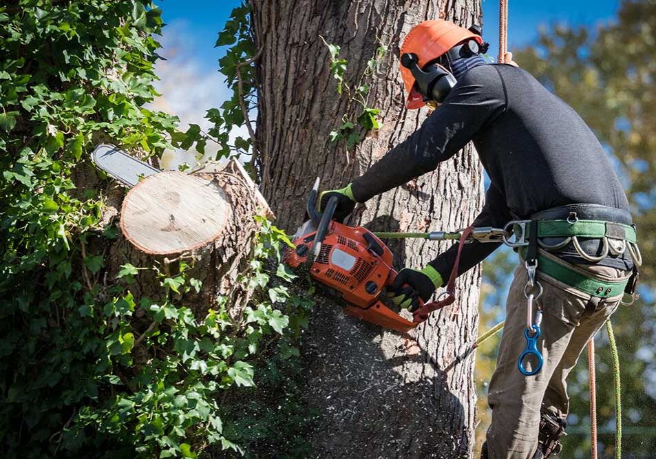 Tree Service