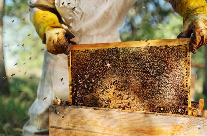 Beekeeping