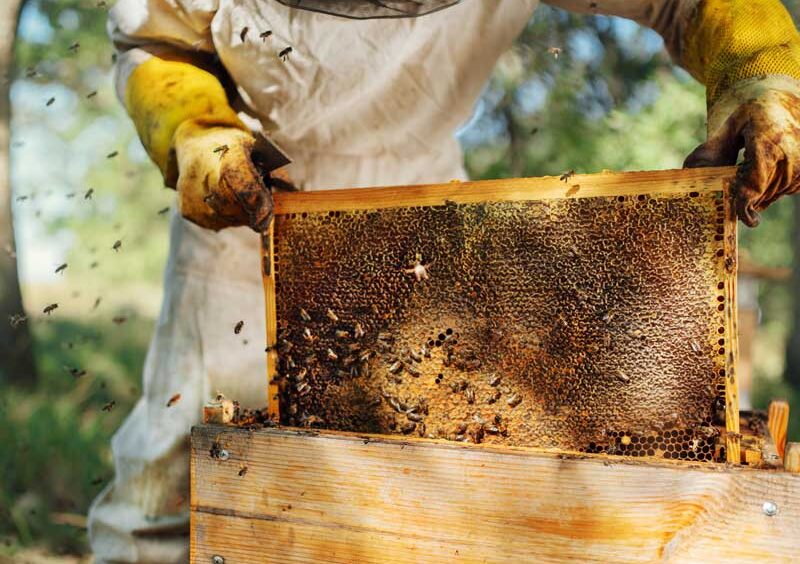Beekeeping