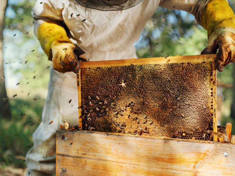 Beekeeping