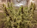 Understanding Afghan Kush Terpenes and Their Role in Premium Indica Products