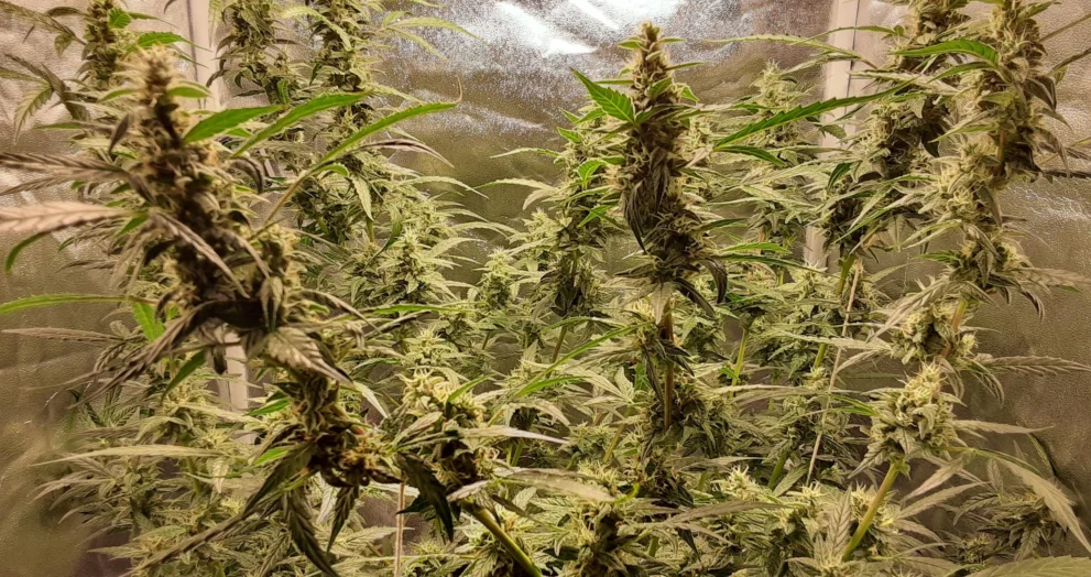 Afghan Kush