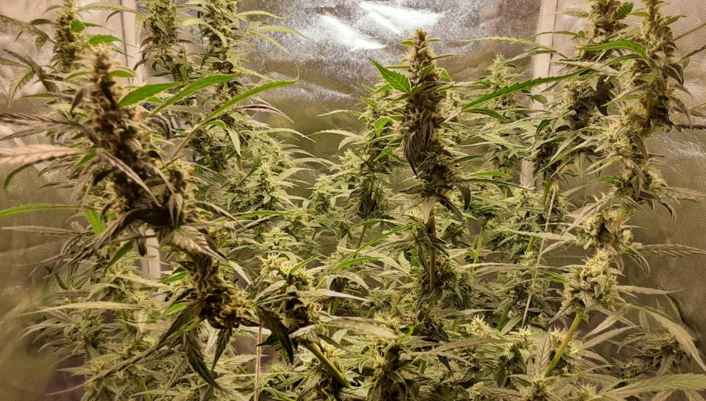 Afghan Kush
