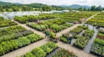How Wholesale Farms Help Retailers Build a Reliable Product Supply